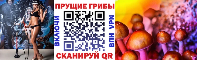 Галлюциногенные грибы Psilocybine cubensis Кедровый